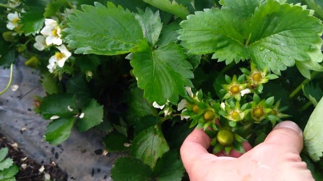 Клери Прими Альба открытый грунт 010523 смотреть онлайн