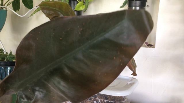 Tropical houseplants act nothing like landscape plants imperial red philodendron смотреть онлайн