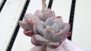 Echeveria Amor Fati