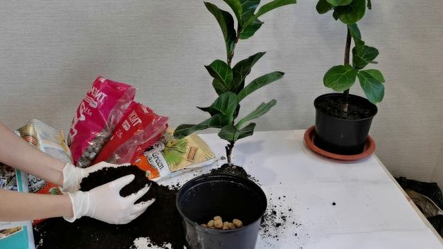 Фикус Лирата уход. Паутинный клещ на комнатных растениях.