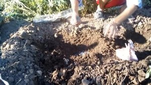 Посадка рассады помидор в открытый грунт в июле.