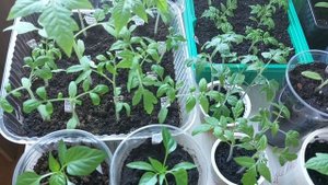 Как выглядит моя  рассада  21 апреля. Атомный виноград Брэда разочаровал.