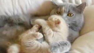 Мама кошка и малыш котенок