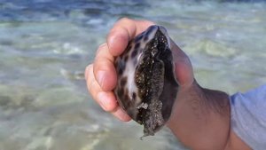 Beautiful Cypraea Tigris - ciprea