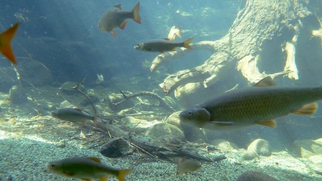 лещ клюет на это тесто лучше чем на мотыля! Супер Тесто на Карася, леща Клюет как бешенный. смотреть онлайн