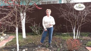 ГОРТЕНЗИЯ ВЕСНОЙ: ПРАВИЛЬНЫЙ УХОД И ПОДКОРМКИ | 7 семян