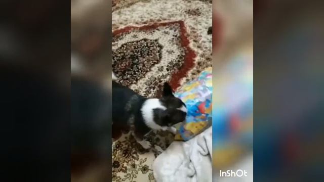 Самый главный любитель подарков🐕😀😀😀 смотреть онлайн