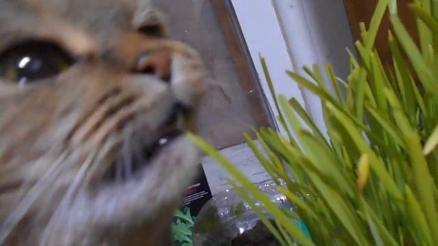 За окошком морозно, а я травку жую... Хокку от кошки Ромашки. смотреть онлайн