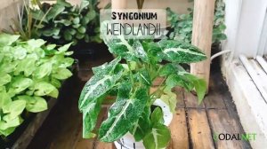 Chậu cây Syngonium wendlandii (Trầu Bà Nhung Sọc Trắng) thuỷ sinh (rễ cây 100% là rễ nước thuỷ sinh