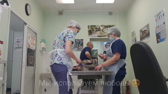 Экспресс линька в ветеринарной клинике "Багира"!