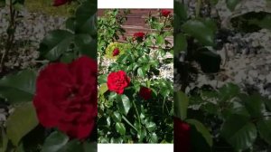 розы, почвопокровные, сорта для северозапада