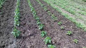 Для чего нужны боковые диски на культиваторе.