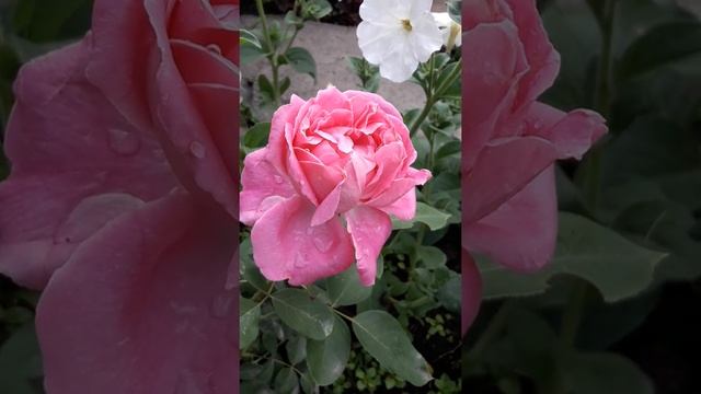 ? Телефон ? качество. Розовая роза ? смотреть онлайн