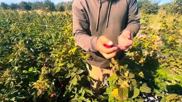 Гигант малиналарын 100%кепилдик менен алып,туура тандоо кыласыз. смотреть онлайн