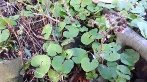 How to identify Winter Heliotrope