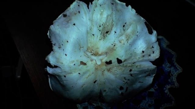 Грибы Голубки - белые рядовки голубиные в лесу Старые Батеки. Смоленск. смотреть онлайн