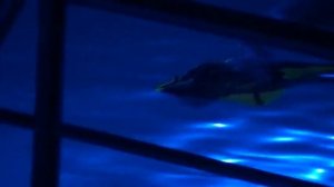 Новогоднее шоу "Затерянный мир" в Москвариуме на ВДНХ