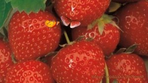 Земляника садовая Ламбада (fragaria ananassa) ? Ламбада обзор: как сажать, рассада земляники Ламбад