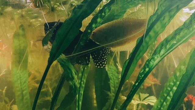 Срочно нужно отсаживать гурами на нерест!? Признаки. смотреть онлайн