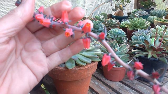 Echeverias com haste floral e identificação #identificaçãodesuculentas #echeverias #suculentas смотреть онлайн