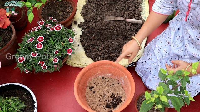 বাগানবিলাস ছোটো টবেই প্রচুর ফুল।। Bougainvillea repoting and fertilizers।। смотреть онлайн