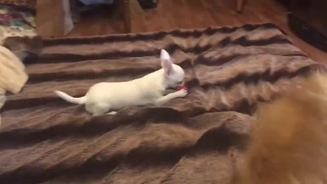 Очередные собачьи забавы! Шпиц и чихуахуа! смотреть онлайн