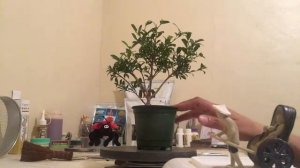 BONSAI EUGENIA MYRTIFOLIA (BRUSH CHERRY) SYZYGIUM PANICULATUM PROYECTO