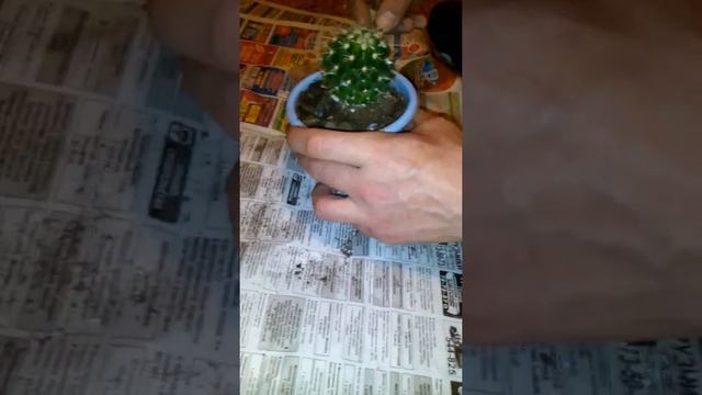 Пересадка кактуса в новый горшок смотреть онлайн