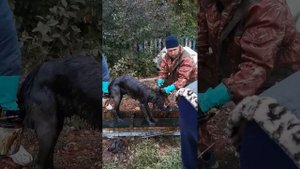 как отмыть собаку или иное животное от мазута.