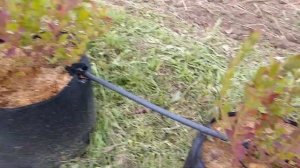 Голубика. Эксперимент со субстратом.