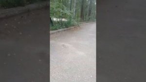 Б.о. чайка на Увильдах