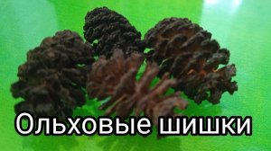 Чай из Ольховых шишек