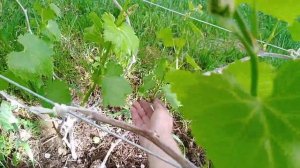 Пожелтели листья винограда, удаление лишних побегов.