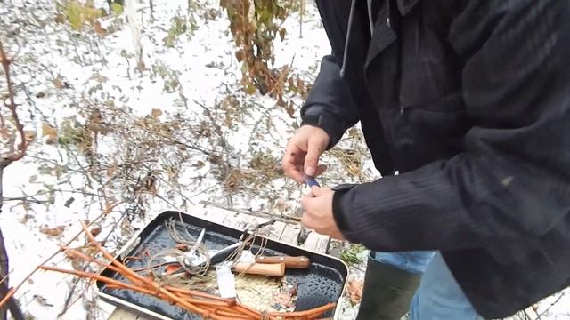 Осенняя заготовка чубуков винограда смотреть онлайн