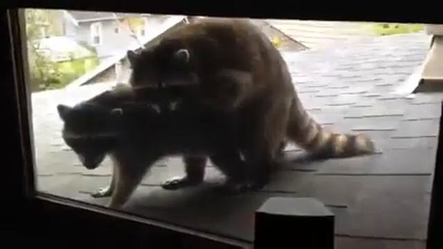 ЕНОТЫ ПЕРДОЛЯТСЯ смотреть онлайн