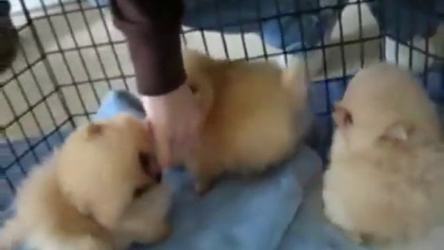 Померанский шпиц.  Невероятно милые щенки померанского шпица