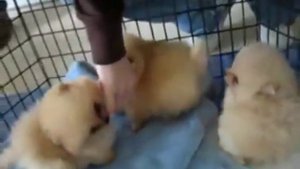 Померанский шпиц.  Невероятно милые щенки померанского шпица