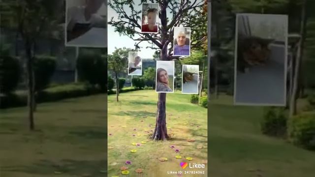 Дерево любви смотреть онлайн