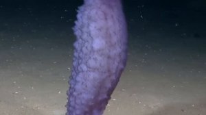 Голотурии или морские огурцы Holothurians or sea cucumbers