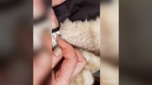 как пришить кнопку на мех .