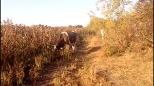про переработку молока ответы на вопросы