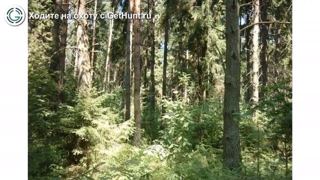 Охота в Тверской области – Охотничье хозяйство «Добрый Бор» охота на лося в Тверской области смотреть онлайн