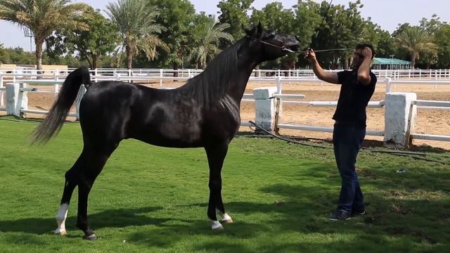 Самый дорогой арабский скакун 500 000 смотреть онлайн