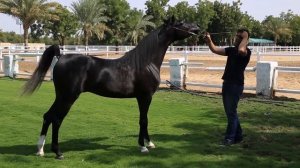 Самый дорогой арабский скакун 500 000