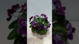 Фиалка Mac's Glakial Grape. Обзор.