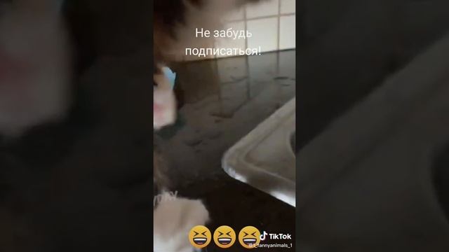 Домашние животные. ржачные приколы посмотрите. смех до слез. 51 часть
