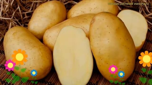 Картофель семенной. Краткий обзор, описание характеристик, где купить картофель Мечта