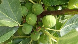 Фиолетовый инжир. Супер сорт! Нет полива, удобрений, укрытия инжира. Брунсвик, Черный Принц Крымский