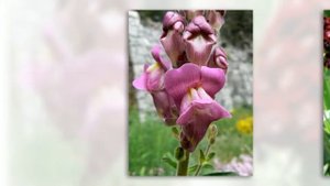 Антирринум большой, львиный зев (Antirrinum majalis) - ценнейшее декоративное многолетнее растение