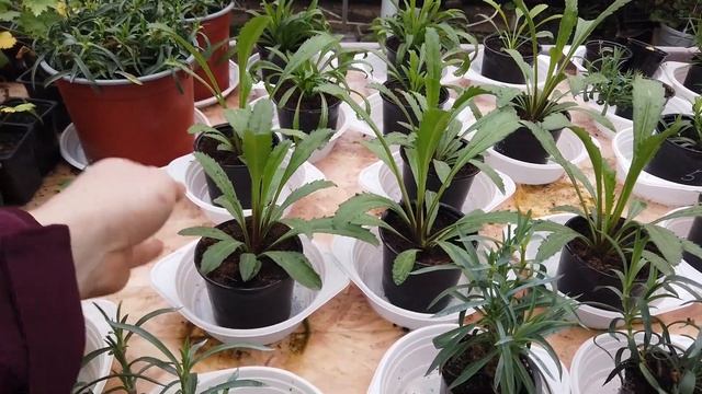 Пеларгония и Цветы в ЗИМНЕЙ Теплице. ОБЗОР в конце осени. смотреть онлайн